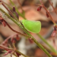 Siphanta acuta (Green planthopper, Torpedo bug) at Carwoola, NSW - 28 Nov 2021 by Liam.m