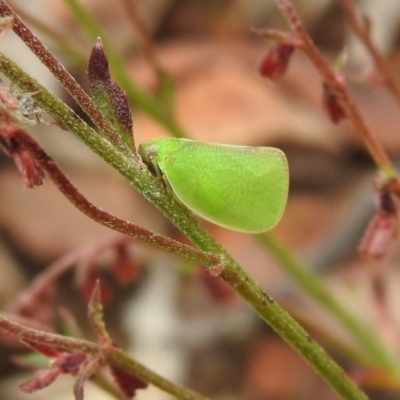 Siphanta acuta (Green planthopper, Torpedo bug) at Carwoola, NSW - 28 Nov 2021 by Liam.m