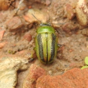 Calomela vittata at Carwoola, NSW - suppressed