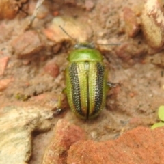 Calomela vittata (Acacia leaf beetle) at Carwoola, NSW - 28 Nov 2021 by Liam.m