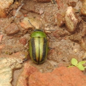 Calomela vittata at Carwoola, NSW - 28 Nov 2021