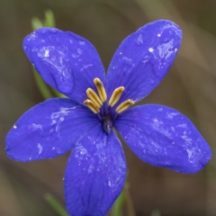 Cheiranthera linearis (Finger Flower) at Mundoonen Nature Reserve - 27 Nov 2021 by trevsci