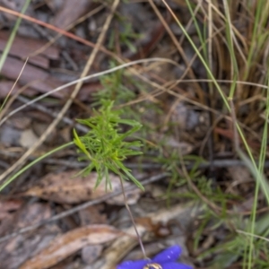 Cheiranthera linearis at Lade Vale, NSW - 27 Nov 2021 09:08 AM