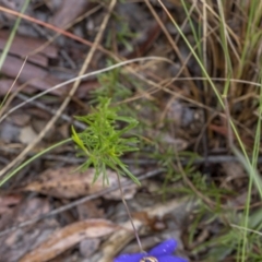 Cheiranthera linearis at Lade Vale, NSW - 27 Nov 2021