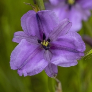 Arthropodium fimbriatum at Gunning, NSW - 27 Nov 2021