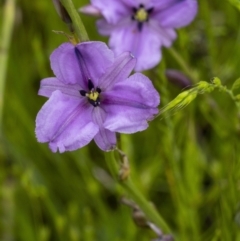 Arthropodium fimbriatum at Gunning, NSW - 27 Nov 2021