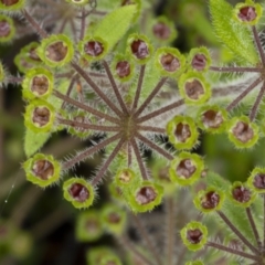 Pomax umbellata (A Pomax) at Manton, NSW - 27 Nov 2021 by trevsci