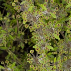 Pomax umbellata at Manton, NSW - 27 Nov 2021