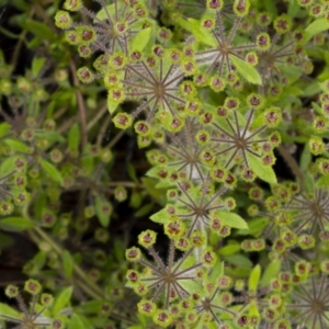 Pomax umbellata at Manton, NSW - 27 Nov 2021