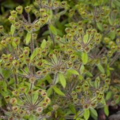 Pomax umbellata at Manton, NSW - 27 Nov 2021