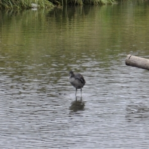 Fulica atra at Gungahlin, ACT - 28 Nov 2021