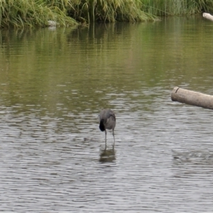 Fulica atra at Gungahlin, ACT - 28 Nov 2021