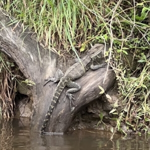 Intellagama lesueurii howittii at Kangaroo Valley, NSW - 28 Nov 2021