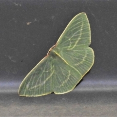 Chlorocoma carenaria (Veined Emerald) at Paddys River, ACT - 28 Nov 2021 by JohnBundock