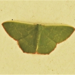 Prasinocyma semicrocea (Common Gum Emerald moth) at Paddys River, ACT - 28 Nov 2021 by JohnBundock
