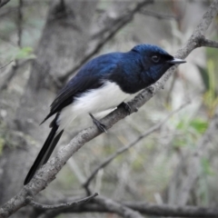 Myiagra cyanoleuca (Satin Flycatcher) at Paddys River, ACT - 28 Nov 2021 by JohnBundock