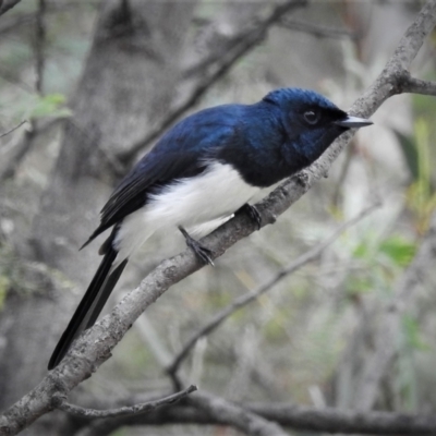 Myiagra cyanoleuca (Satin Flycatcher) at Tidbinbilla Nature Reserve - 28 Nov 2021 by JohnBundock