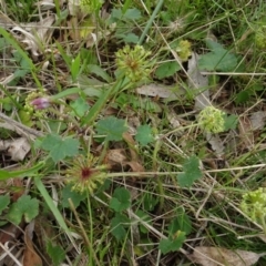 Hydrocotyle laxiflora (Stinking Pennywort) at Lower Boro, NSW - 23 Nov 2021 by AndyRussell