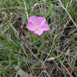 Convolvulus angustissimus subsp. angustissimus at Lower Boro, NSW - 23 Nov 2021 02:35 PM