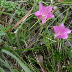 Convolvulus angustissimus subsp. angustissimus at Lower Boro, NSW - 23 Nov 2021