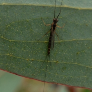 Ephemeroptera (order) at Rendezvous Creek, ACT - 22 Nov 2021 01:11 PM