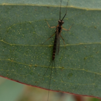 Ephemeroptera (order) (Unidentified Mayfly) at Namadgi National Park - 22 Nov 2021 by Jek