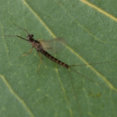 Ephemeroptera (order) at Rendezvous Creek, ACT - 22 Nov 2021 01:11 PM