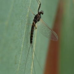 Ephemeroptera (order) at Rendezvous Creek, ACT - 22 Nov 2021 01:11 PM