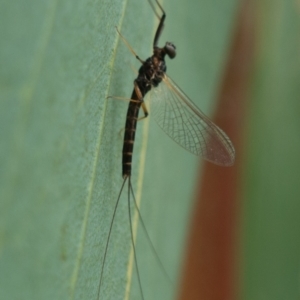 Ephemeroptera (order) at Rendezvous Creek, ACT - 22 Nov 2021 01:11 PM