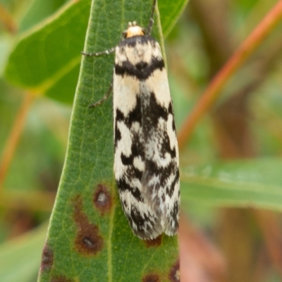 Eusemocosma pruinosa (Philobota Group Concealer Moth) at Rendezvous Creek, ACT - 22 Nov 2021 by Jek