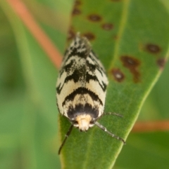 Eusemocosma pruinosa at Rendezvous Creek, ACT - 22 Nov 2021