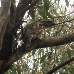 Podargus strigoides at Rendezvous Creek, ACT - 22 Nov 2021