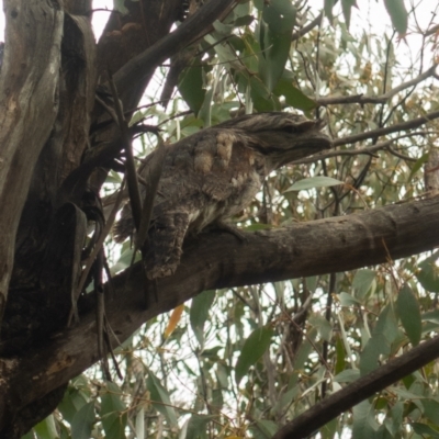 Podargus strigoides (Tawny Frogmouth) at Namadgi National Park - 22 Nov 2021 by Jek