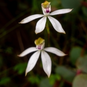 Caladenia moschata at Rendezvous Creek, ACT - suppressed