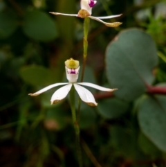 Caladenia moschata at Rendezvous Creek, ACT - suppressed