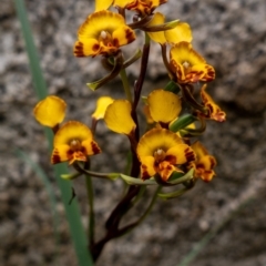 Diuris semilunulata (Late Leopard Orchid) at Namadgi National Park - 22 Nov 2021 by Jek