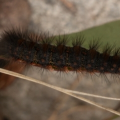 Epicoma melanospila (Black Spot Moth) at Namadgi National Park - 22 Nov 2021 by Jek