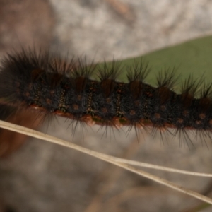 Epicoma melanospila at Rendezvous Creek, ACT - 22 Nov 2021