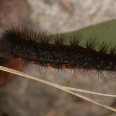 Epicoma melanospila (Black Spot Moth) at Namadgi National Park - 22 Nov 2021 by Jek