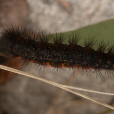 Epicoma melanospila (Black Spot Moth) at Rendezvous Creek, ACT - 22 Nov 2021 by Jek