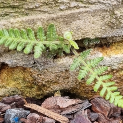 Unverified Fern or Clubmoss at Molonglo Valley, ACT - 28 Nov 2021 by AaronClausen