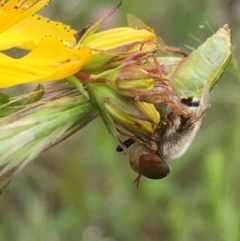 Odontomyia hunteri (Soldier fly) at Jerrabomberra, ACT - 28 Nov 2021 by YellowButton