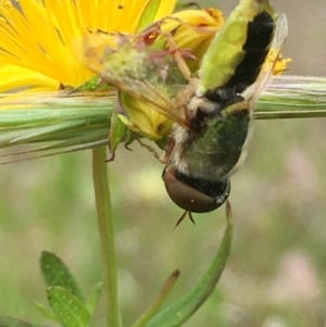 Odontomyia hunteri at Jerrabomberra, ACT - 28 Nov 2021