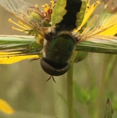 Odontomyia hunteri at Jerrabomberra, ACT - 28 Nov 2021