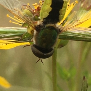 Odontomyia hunteri at Jerrabomberra, ACT - 28 Nov 2021