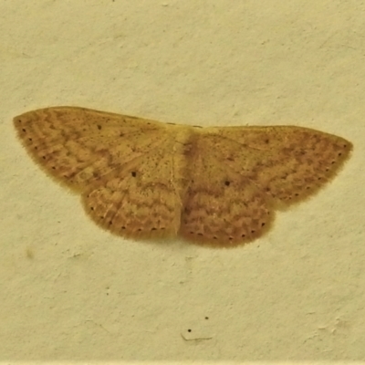 Scopula optivata (Varied Wave) at Paddys River, ACT - 28 Nov 2021 by JohnBundock