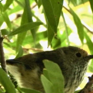 Acanthiza pusilla at Aranda, ACT - 28 Nov 2021