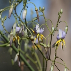 Dianella longifolia (Pale Flax Lily) at Albury - 28 Nov 2021 by KylieWaldon