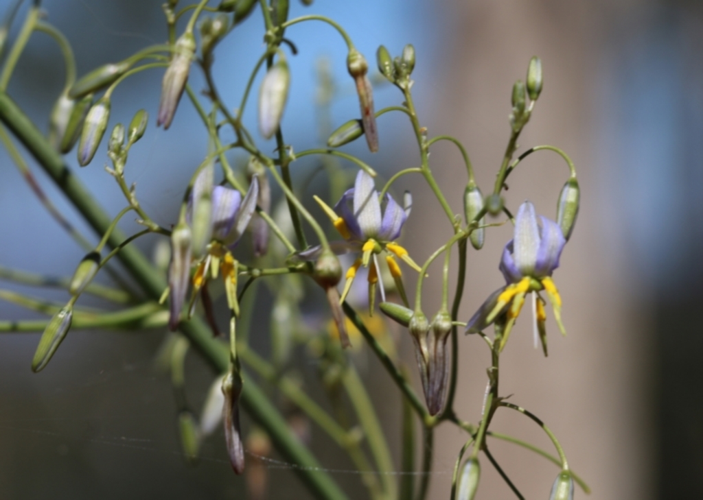 Dianella longifolia at Glenroy, NSW - 28 Nov 2021