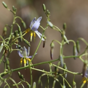 Dianella longifolia at Glenroy, NSW - 28 Nov 2021 02:15 PM